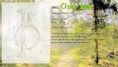 /album/pokedex-classico/a001-oshy-jpg/